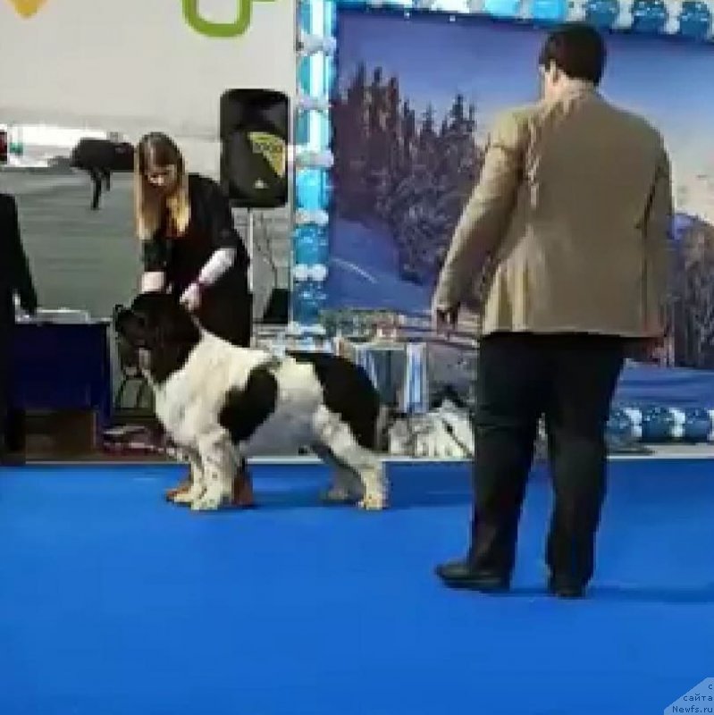 Фото: ньюфаундленд Obush Shed Kawai Panda (Обуш Шед Каваи Панда)