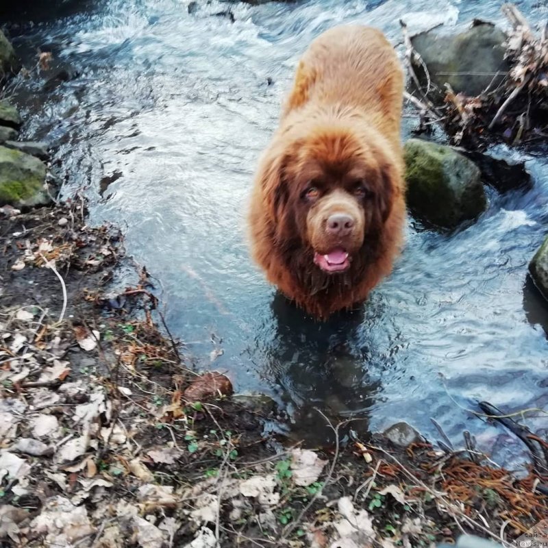 Фото: ньюфаундленд Obush Shed Inu No Kuma (Обуш Шед Ину Но Кума)