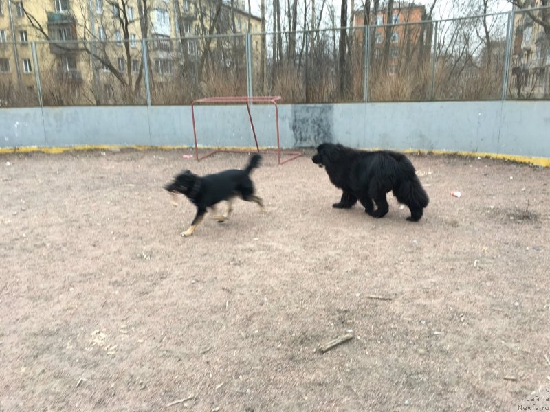 Фото: ньюфаундленд Obush Shed More po Koleno (Обуш Шед Море по Колено), с другом