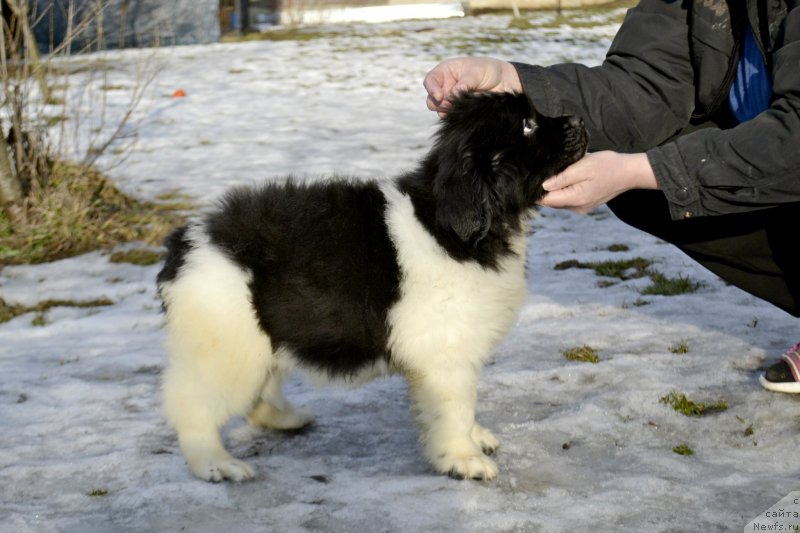 Фото: ньюфаундленд Legend Bear YEager For Fyeym (Легенд Беар Эагер Фор Фэйм)