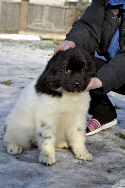 Фотография № 246413