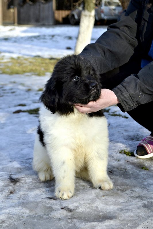 Фотография № 246415