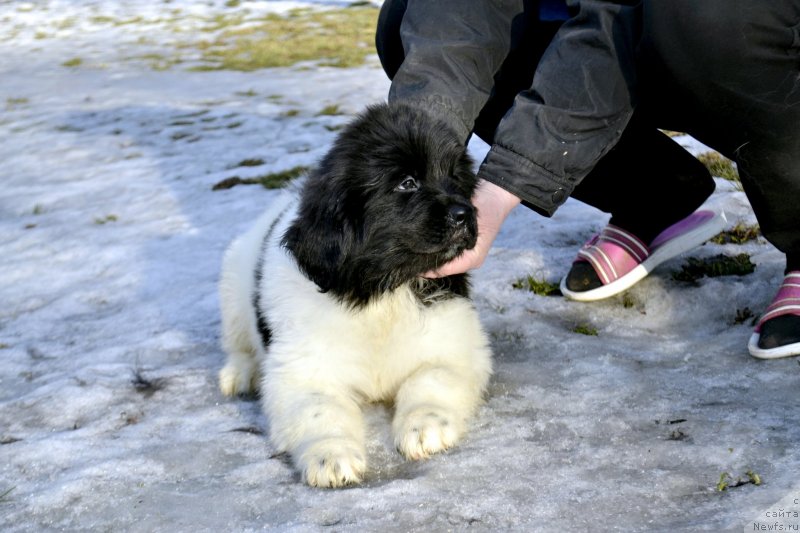 Фото: ньюфаундленд Legend Bear YEndness Djoy (Легенд Беар Энднесс Джой)