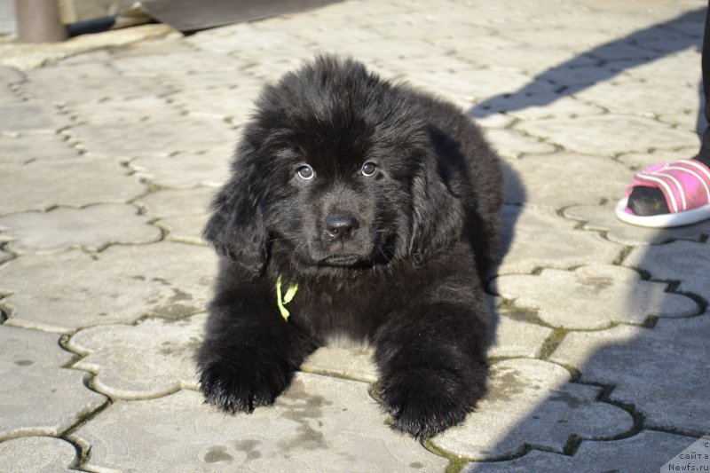 Фото: ньюфаундленд Legend Bear YEnjel Ayz (Легенд Беар Энжел Айз)