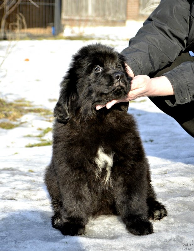 Фото: ньюфаундленд Legend Bear Eclipse of The Moon (Легенд Беар Эклипс Оф Зе Мун)