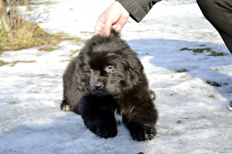 Фото: ньюфаундленд Legend Bear Eclipse of The Moon (Легенд Беар Эклипс Оф Зе Мун)