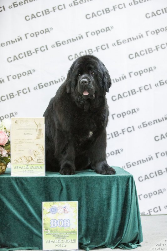 Фото: ньюфаундленд Aquatoriya Kelvin Prima dlya Doma Prozorovskikh (Акватория Келвин Прима для Дома Прозоровских)