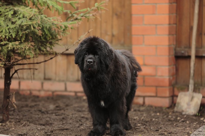 Фото: ньюфаундленд Aquatoriya Kelvin Prima dlya Doma Prozorovskikh (Акватория Келвин Прима для Дома Прозоровских)
