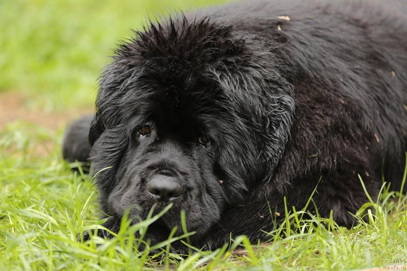 Фото: ньюфаундленд Aquatoriya Kelvin Prima dlya Doma Prozorovskikh (Акватория Келвин Прима для Дома Прозоровских)