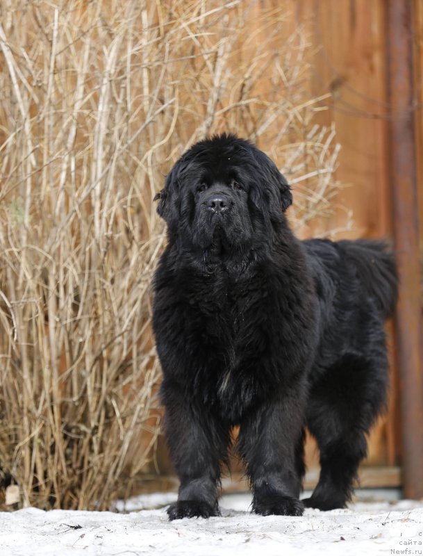 Фото: ньюфаундленд Aquatoriya Kelvin Prima dlya Doma Prozorovskikh (Акватория Келвин Прима для Дома Прозоровских)