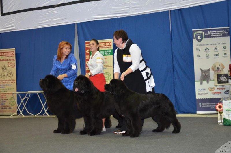Фото: ньюфаундленд Aquatoriya Kelvin Yuventus (Акватория Келвин Ювентус), ньюфаундленд Aquatoriya Kelvin Marschall (Акватория Келвин Марсчалл), ньюфаундленд Aquatoriya Kelvin Prima dlya Doma Prozorovskikh (Акватория Келвин Прима для Дома Прозоровских)