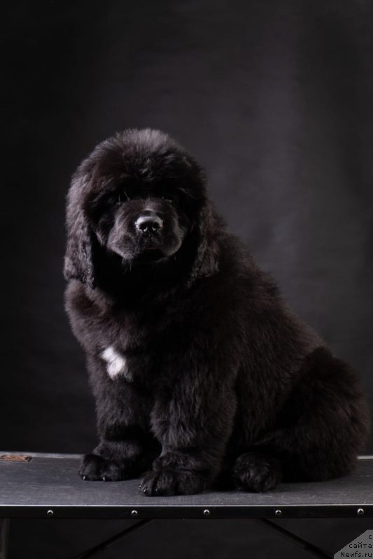 Фото: Щенок от, ньюфаундленд Nezhnaya Karamelka Fiona (Нежная Карамелька Фиона), ньюфаундленд Sent Djons Exclusive (Сент Джонс Эксклюзив)