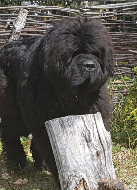 Фото: ньюфаундленд Dark Pride Vintage (Дак Прайд Винтаж)