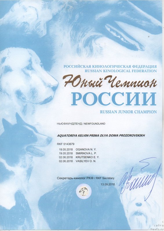 Фото: ньюфаундленд Aquatoriya Kelvin Prima dlya Doma Prozorovskikh (Акватория Келвин Прима для Дома Прозоровских)