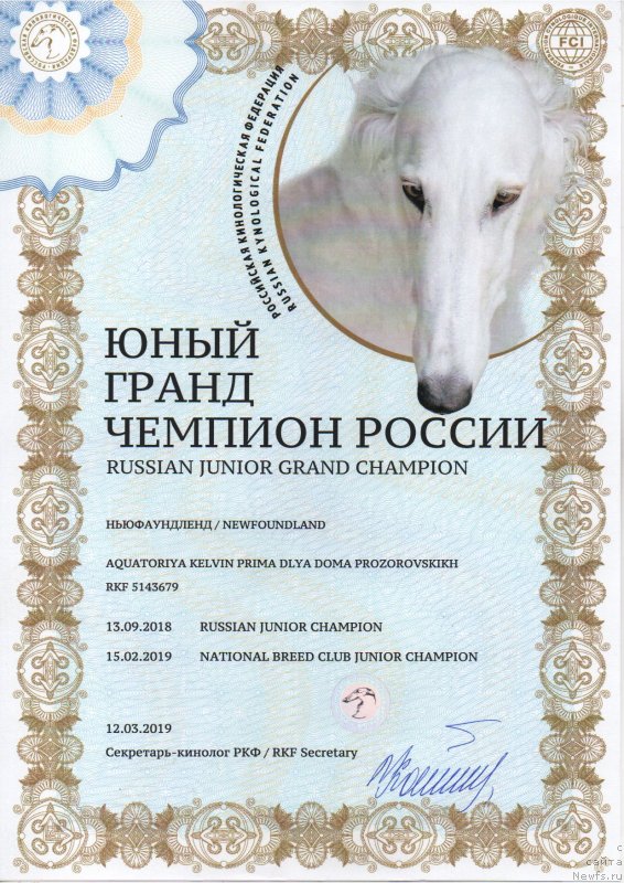 Фото: ньюфаундленд Aquatoriya Kelvin Prima dlya Doma Prozorovskikh (Акватория Келвин Прима для Дома Прозоровских)