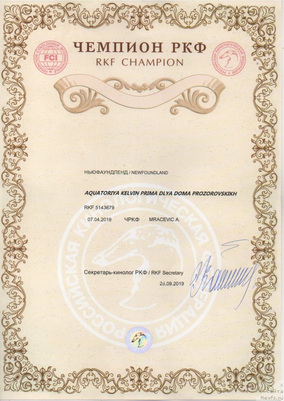 Фото: ньюфаундленд Aquatoriya Kelvin Prima dlya Doma Prozorovskikh (Акватория Келвин Прима для Дома Прозоровских)