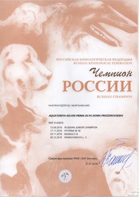 Фото: ньюфаундленд Aquatoriya Kelvin Prima dlya Doma Prozorovskikh (Акватория Келвин Прима для Дома Прозоровских)