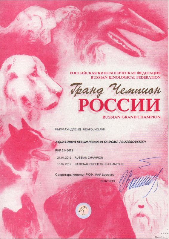 Фото: ньюфаундленд Aquatoriya Kelvin Prima dlya Doma Prozorovskikh (Акватория Келвин Прима для Дома Прозоровских)