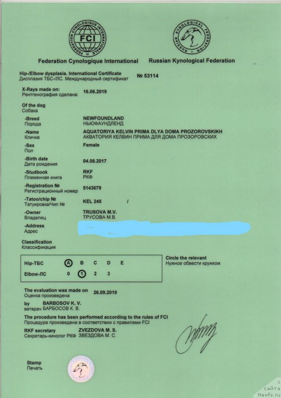 Фото: ньюфаундленд Aquatoriya Kelvin Prima dlya Doma Prozorovskikh (Акватория Келвин Прима для Дома Прозоровских)