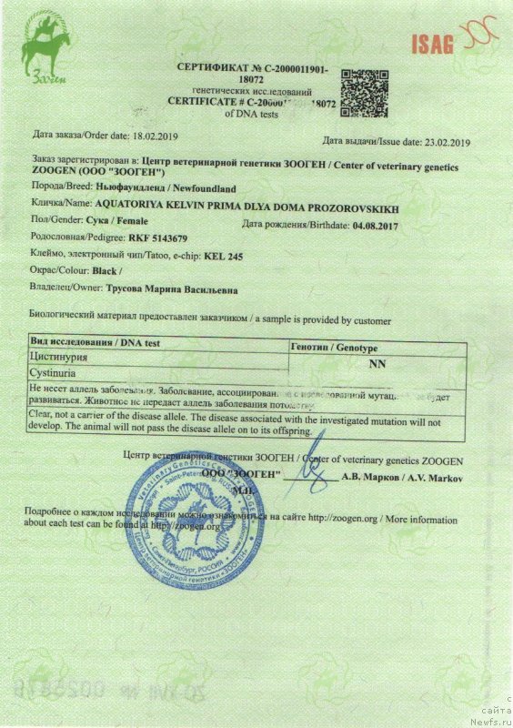 Фото: ньюфаундленд Aquatoriya Kelvin Prima dlya Doma Prozorovskikh (Акватория Келвин Прима для Дома Прозоровских)