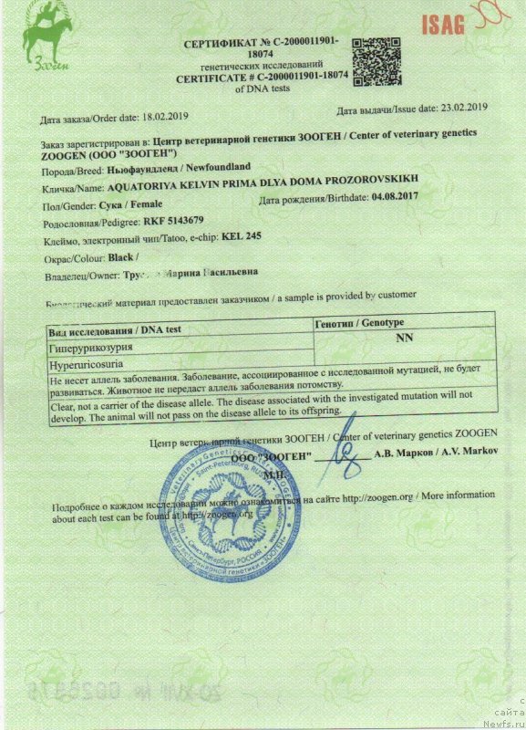 Фото: ньюфаундленд Aquatoriya Kelvin Prima dlya Doma Prozorovskikh (Акватория Келвин Прима для Дома Прозоровских)