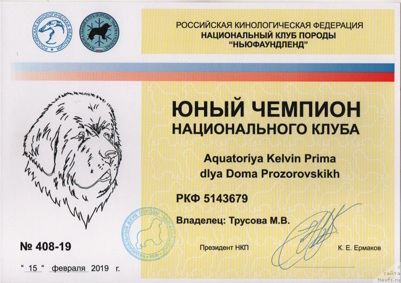 Фото: ньюфаундленд Aquatoriya Kelvin Prima dlya Doma Prozorovskikh (Акватория Келвин Прима для Дома Прозоровских)