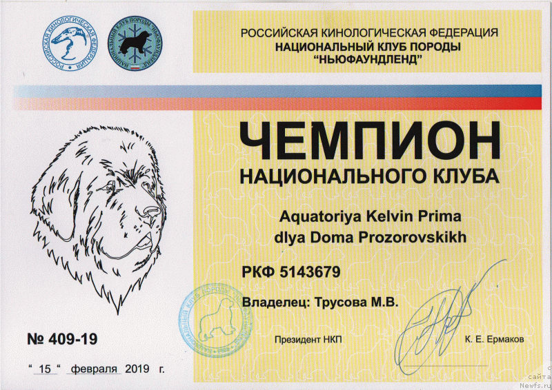 Фото: ньюфаундленд Aquatoriya Kelvin Prima dlya Doma Prozorovskikh (Акватория Келвин Прима для Дома Прозоровских)