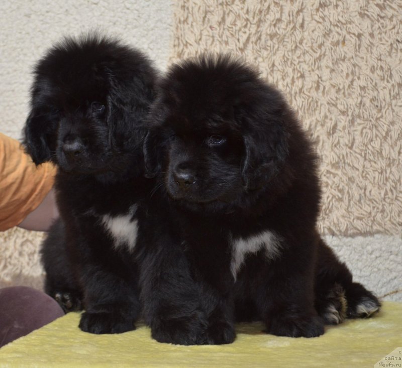 Фото: ньюфаундленд May Frend N'yufi Komandor Kruzo (Май Френд Ньюфи Командор Крузо), ньюфаундленд May Frend N'yufi Korsar Dreyk (Май Френд Ньюфи Корсар Дрейк)