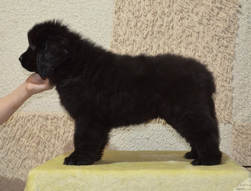 Фото: ньюфаундленд May Frend N'yufi Korsar Dreyk (Май Френд Ньюфи Корсар Дрейк)