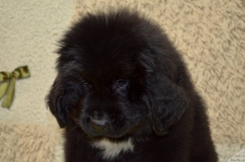 Фото: ньюфаундленд May Frend N'yufi Korsar Dreyk (Май Френд Ньюфи Корсар Дрейк)
