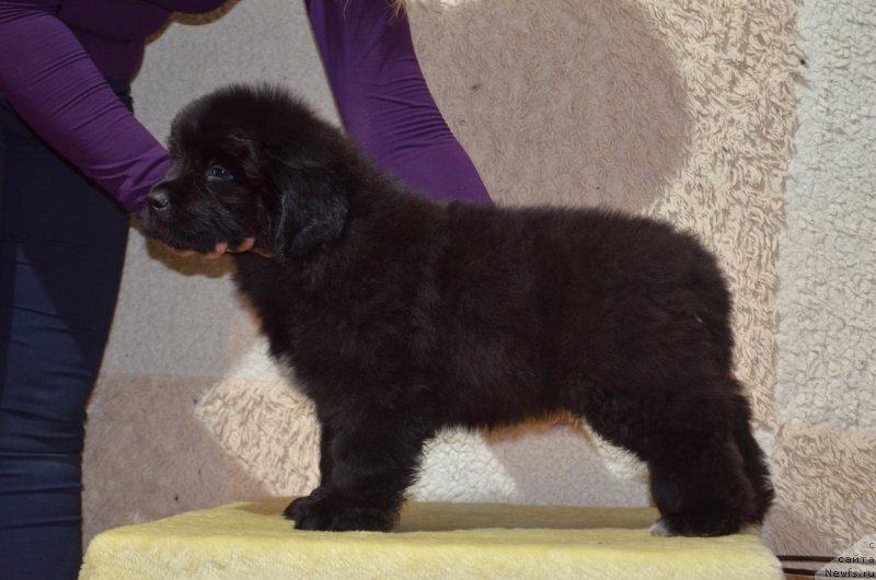 Фото: ньюфаундленд May Frend N'yufi Komandor Kruzo (Май Френд Ньюфи Командор Крузо)