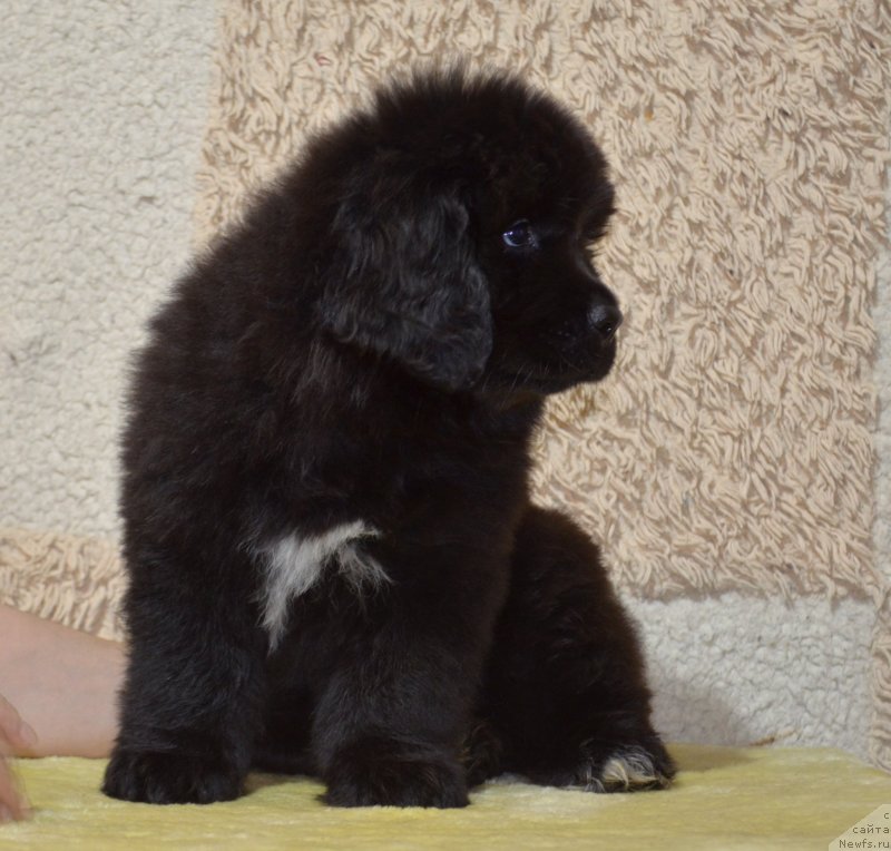 Фото: ньюфаундленд May Frend N'yufi Komandor Kruzo (Май Френд Ньюфи Командор Крузо)