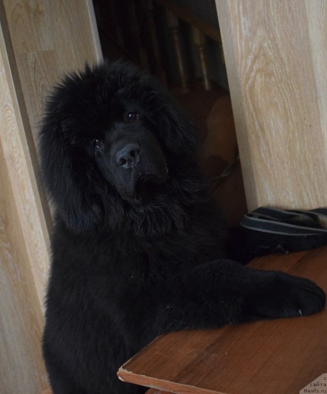 Фото: ньюфаундленд Stardi Kollekshn Elizaveta (Старди Коллекшн Елизавета)