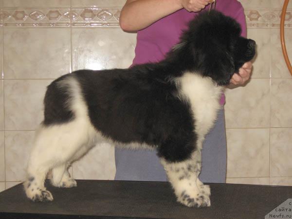 Фото: ньюфаундленд Nadezhda i Opora s Berega Dona (Надежда и Опора с Берега Дона)