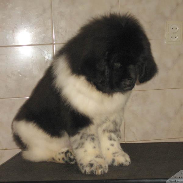 Фото: ньюфаундленд Nadezhda i Opora s Berega Dona (Надежда и Опора с Берега Дона)