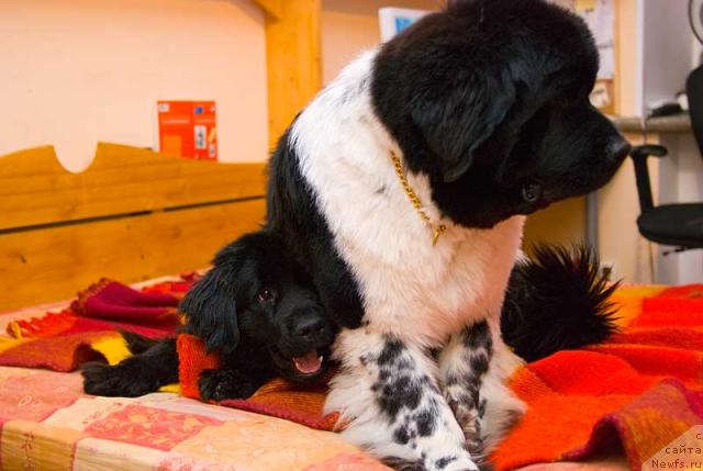 Фото: ньюфаундленд Potap Paris (Потап Парис), ньюфаундленд Super Bizon Argo (Супер Бизон Арго)