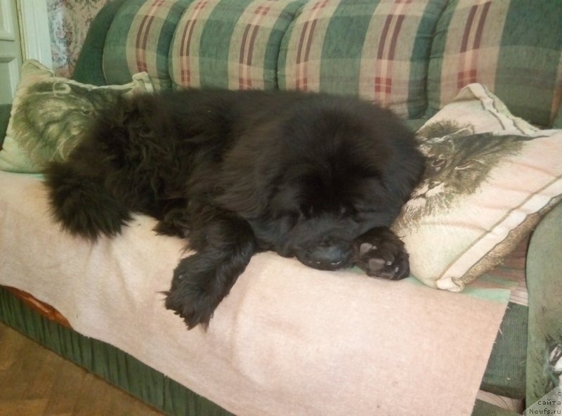 Фото: ньюфаундленд Toptyijka Drug Moy (Топтыжка Друг Мой)