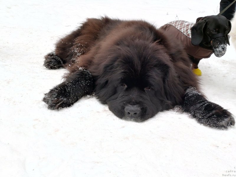 Фото: ньюфаундленд Toptyijka Drug Moy (Топтыжка Друг Мой)