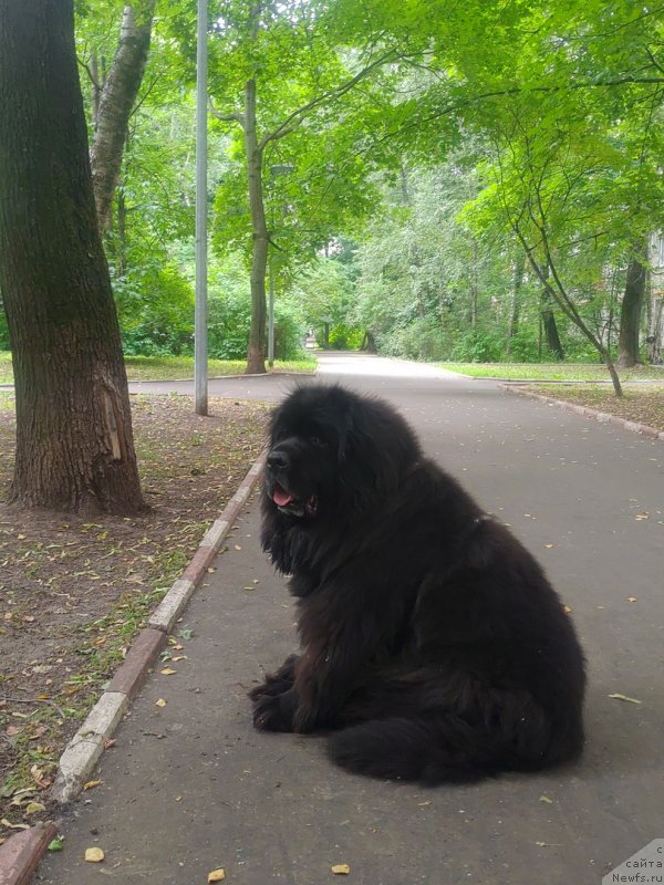 Фото: ньюфаундленд Toptyijka Drug Moy (Топтыжка Друг Мой)
