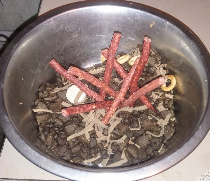 Фото: ньюфаундленд N'yufort Divnaya Diana (Ньюфорт Дивная Диана)