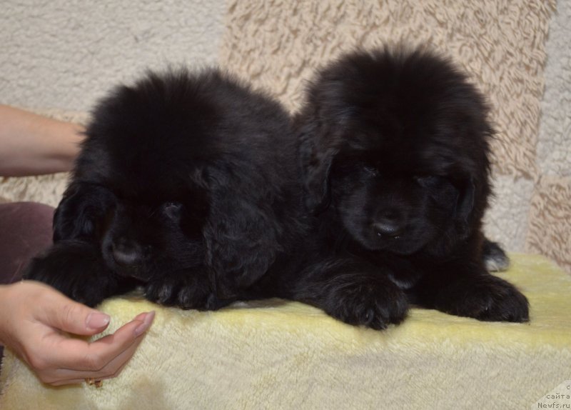 Фото: ньюфаундленд May Frend N'yufi Komandor Kruzo (Май Френд Ньюфи Командор Крузо), ньюфаундленд May Frend N'yufi Korsar Dreyk (Май Френд Ньюфи Корсар Дрейк)