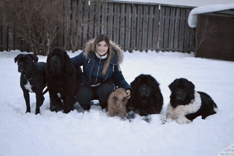 Фото: Janna SHmelyova (Жанна Шмелёва), ньюфаундленд Lepestok Lilii (Лепесток Лилии), ньюфаундленд Sent Djons Prima de Ferolli (Сент Джонс Прима де Феролли), ньюфаундленд Terra Victoria Key to my Heart (Терра Виктория Кей ту Май Харт), Хэппи, Дари