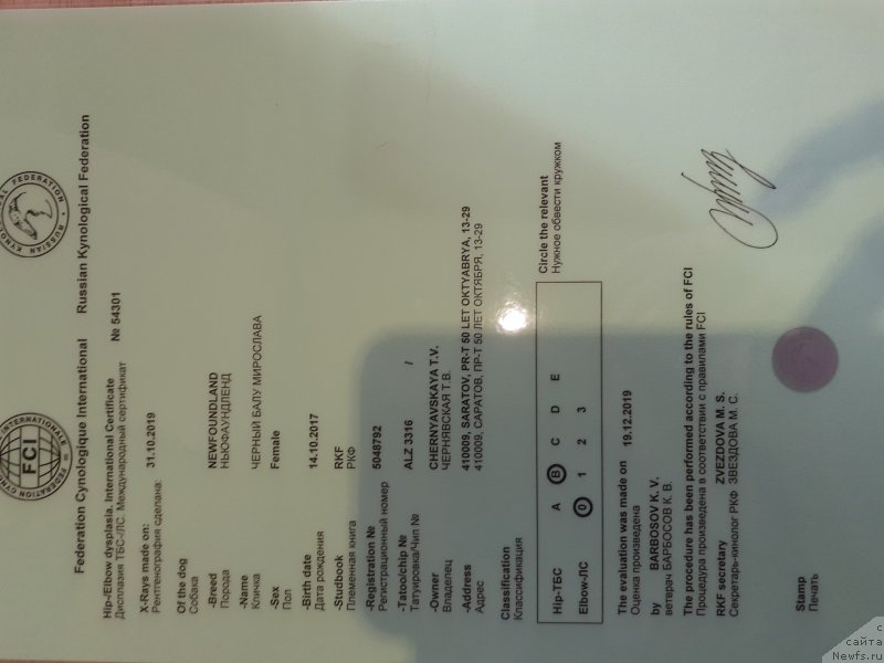 Фото: ньюфаундленд Cherniy Balu Miroslava (Черный Балу Мирослава)