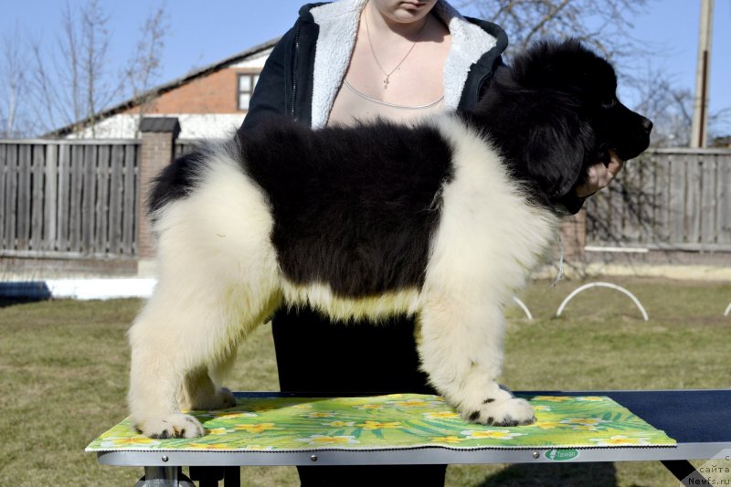 Фотография № 246569