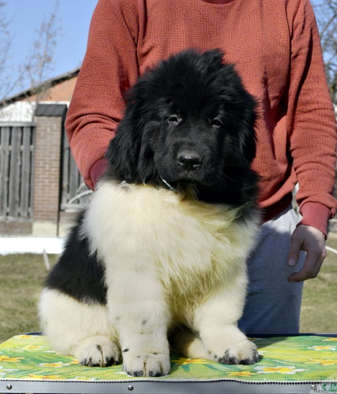 Фотография № 246570