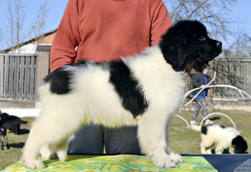 Фотография № 246572