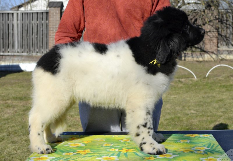 Фотография № 246575