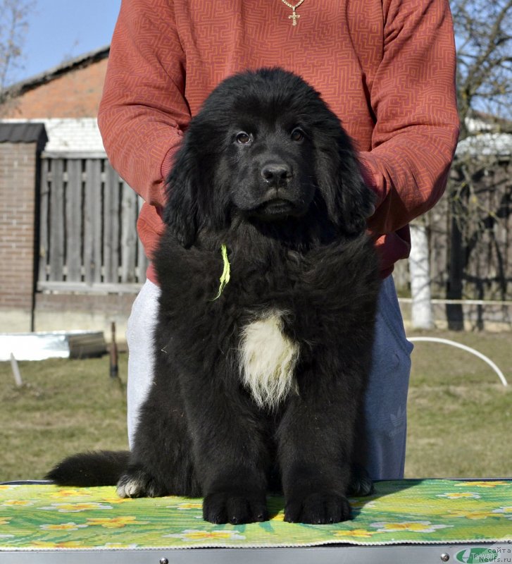 Фотография № 246579