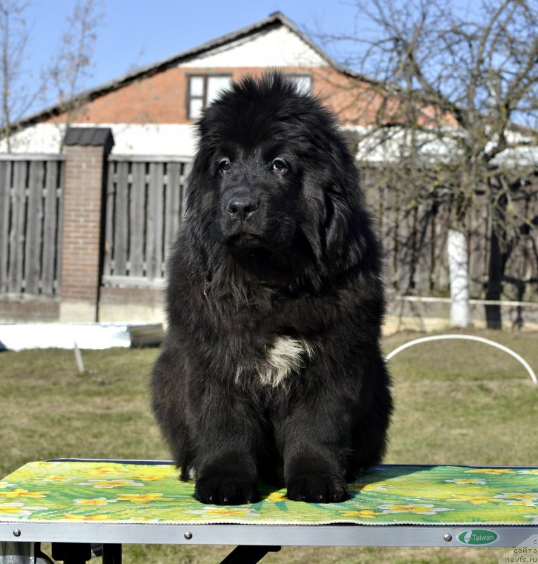 Фотография № 246582