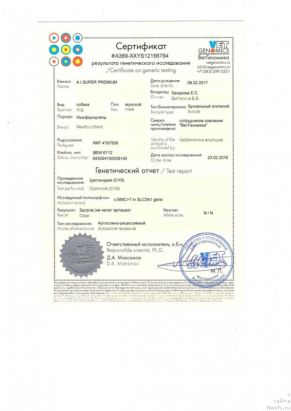 Фото: ньюфаундленд A I Super Premium (А Я Супер Премиум)